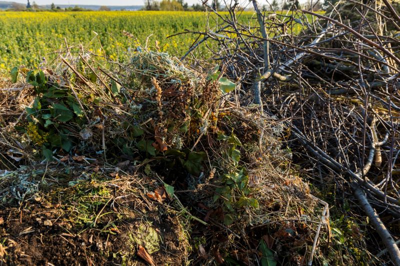 Overgrown Yard Cleanup
